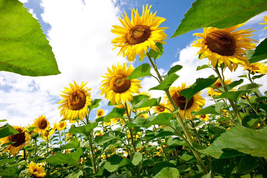 Dekoratives Bild Dekoratives Bild