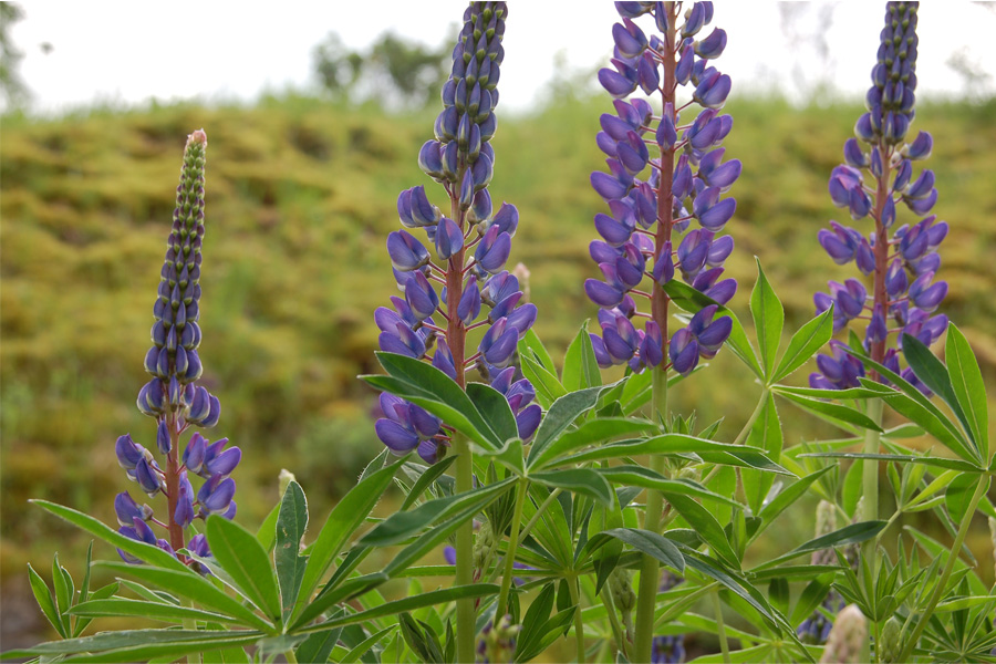 Dekoratives Bild Dekoratives Bild