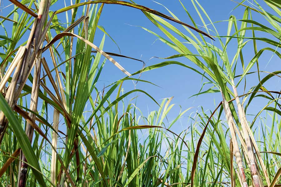 Dekoratives Bild Dekoratives Bild